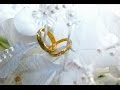 Click to View : L'HARMONIE CONJUGALE