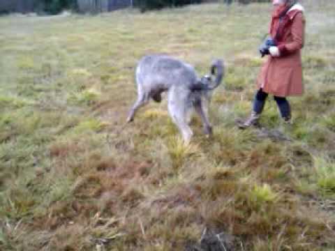Norwegian Elkhound