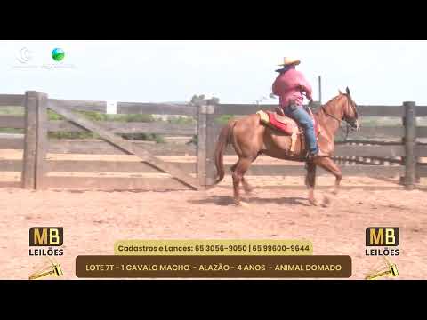 519 LEILO VIRTUAL MB LEILES