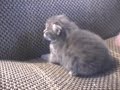 baby kitten