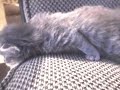 Baby Kitten