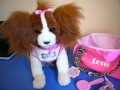 Amazing Lexie dog