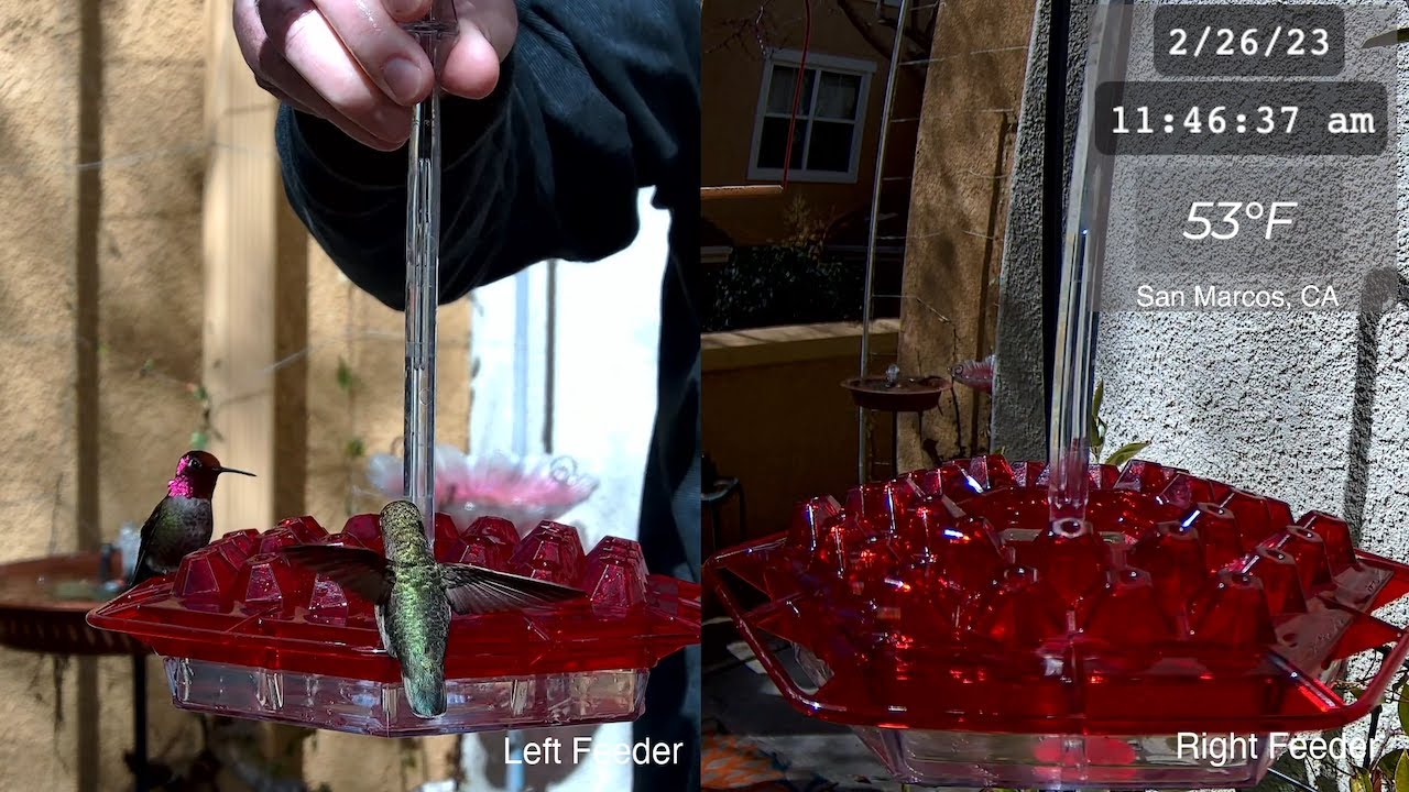 These 3 Anna's hummingbirds are the first to visit after refreshing the feeder