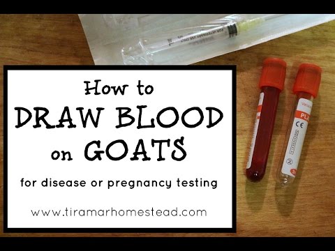 video-linktoworks-How to Draw Blood on Goats