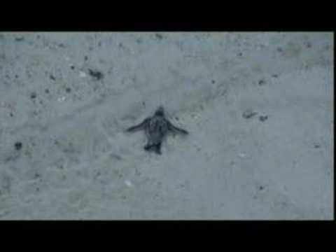 Leatherback Turtle Hatchling