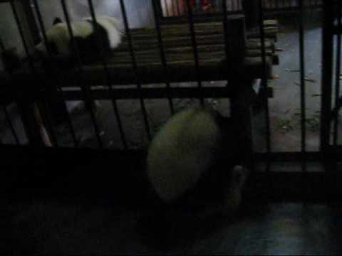 Un bébé panda qui s'échappe de sa cage