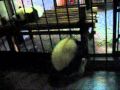 Baby panda falls out of cage & escapes (chengdu, china)