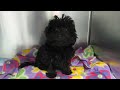 Noah - The puppy