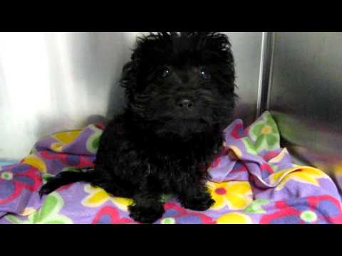 how to treat a shih tzu with diarrhea