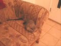 LUCKY THE FAMOUS 3 LEG CHINCHILLA