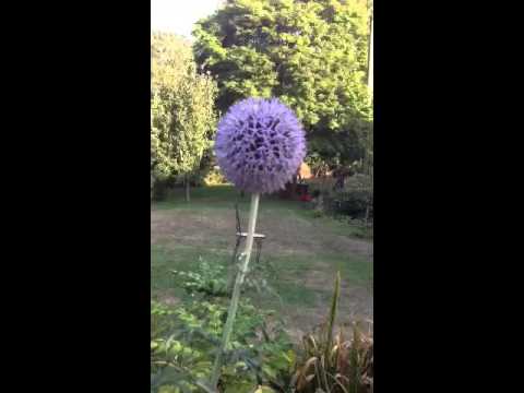 how to collect echinops seeds