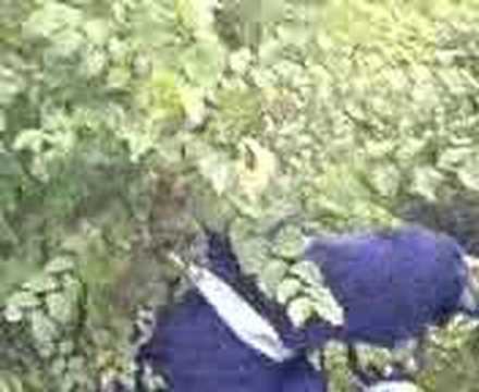 Ginger on a quad, gets pushed in to ...