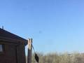 videos de Trebuchet -