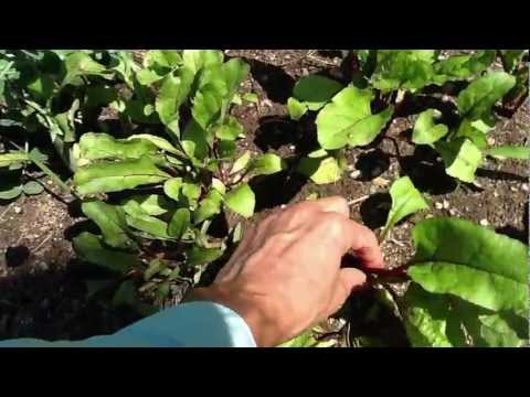 how to replant beetroot thinnings