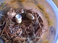 Eggs are infertile/dead