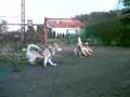 Sled Dog Drifting From Poland