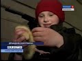 Разведение гусей: Гусиная ферма 1 (http://gusi-gusi.ru)