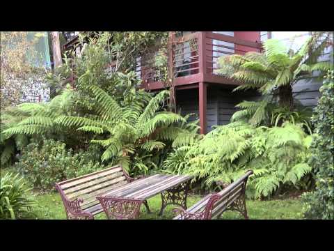 how to transplant dicksonia antarctica