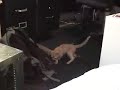 Kitty Porn