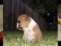 Antiguo Bulldog Inglés video