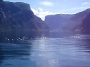 Birds at Aurlandsfjorden