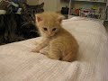 [ネコ]コロコロ仔猫のベッド落下の様子が完全に癒し動画の領域。のサムネイル