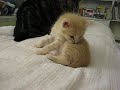 [ネコ]コロコロ仔猫のベッド落下の様子が完全に癒し動画の領域。のサムネイル2