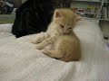 [ネコ]コロコロ仔猫のベッド落下の様子が完全に癒し動画の領域。のサムネイル3
