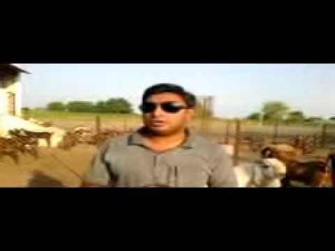 rajasthan goat farming - Akbar Khan Qureshi owner Qureshi Farm www.qureshifarm.com was the finalist in Faces of Transformation 2011 - 2012 competition by Nations United and represent...