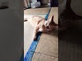 寝転がって顔を洗う猫😺 #toraneko #cat #かわいい猫 #cute #cutecat #茶トラ猫 #猫のいる暮らし #猫のいる生活 #猫好きさんと繋がりたい #癒し