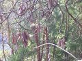 humming bird and nest humming bird and nest