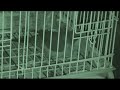 Quaker Parrot Talking, Night Vision, Hilarious