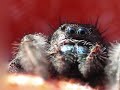 A macro video of a very large (15mm or so) adult female Phidippus audax jumping spider I found in a light fixture. Set to a recording I did back in December with a vintage Japanese Alvarez classical acoustic and a Kay Swingmaster hollowbody electric. For my jumping spider and insect photos, go here: www.flickr.com