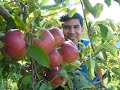 Apple Picking Part 2 0001 Apple Picking Part 2 0001