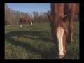 videos de Rainbow Ridge Ranch
