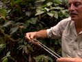 el cienpies gigante