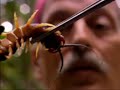 el cienpies gigante