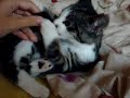 my cat