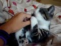 my cat