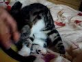 my cat