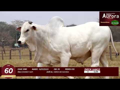 4� De Olho na Fazenda - NELORE AURORA participa��o Chico Paulic�ia