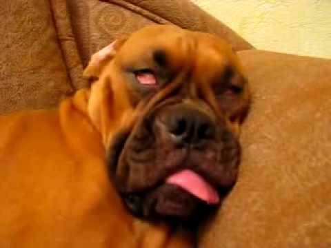 Scariest sleeping dog ever.