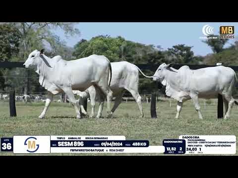 2� DE OLHO NA FAZENDA NELORE SESMARIAS