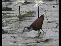 African Jacana