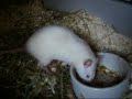 Ratte Shanti mit Hase Missy