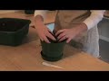 White Flower Farm - How to Pot and Care for Amaryllis