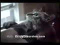 GaTiToS DiVeRTiDoS (funny cats)