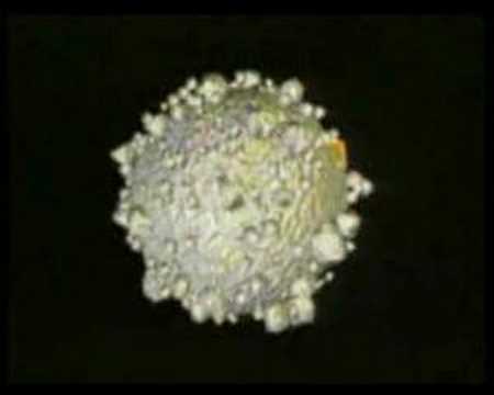 An Animation of The Main Roles of the Immune System
