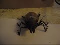 Huge insect
