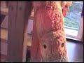 WANPI TOURIST HOME,Cingjing,Nantou,Taiwan 南投-清境-玩皮家族民宿